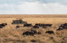 Game Drive at Serengeti National Park