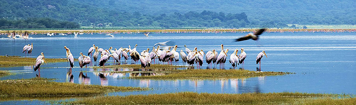 A view of Lake Manyara