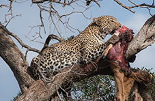 Leopard feeding on a gazelle