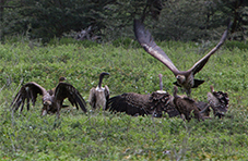 Vultures at Ngorongoro 