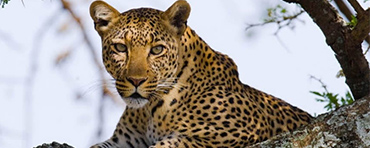 Leopard in Samburu National Reserve