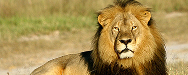 Lion at Samburu National Reserve