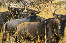 Wilderbeest at Maasai Mara