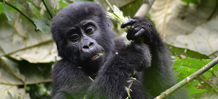 Baby Gorilla at Bwindi National Park