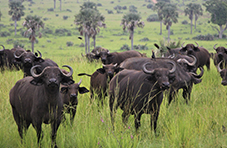 Buffaloes in Maasai Mara