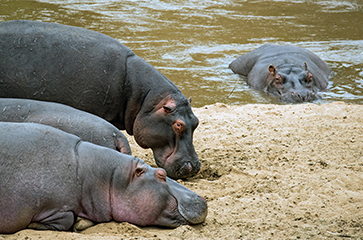 Hippos at Maasai Mara