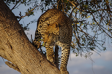Leopard Prowling at Maasai Mara