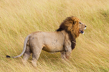Male Lion at Maasai Mara
