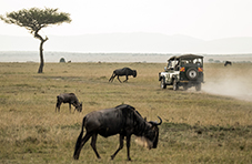 Game drive at Maasai Mara