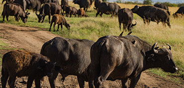 Buffaloes grazing at Maasai Mara