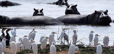 Flamingoes and Hippos at Lake Naivasha