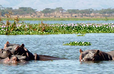 Hippos at Lake Naivasha National Park