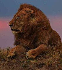 Lion resting at Maasai Mara National Reserve