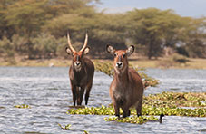 Waterbucks at Lake Nakuru