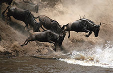 Wilderbeest crossing at Maasai Mara