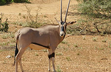 Beisa Orynx in Samburu National Reserve