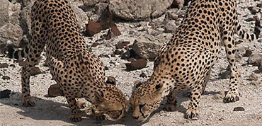 Cheetah Samburu