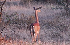Gerenuk in Samburu National Reserve