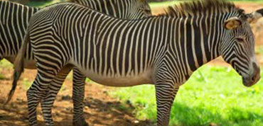 Grevy Zebras in Samburu