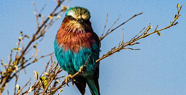 Bird species in Lake Nakuru