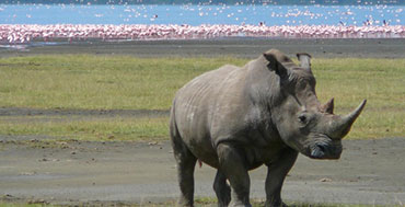 Black Rhino in Lake Nakuru