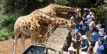 Giraffe Centre - Nairobi