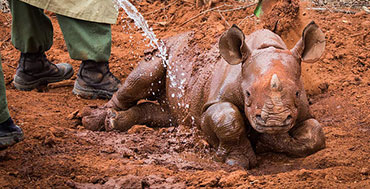 Raising Orphaned Rhino