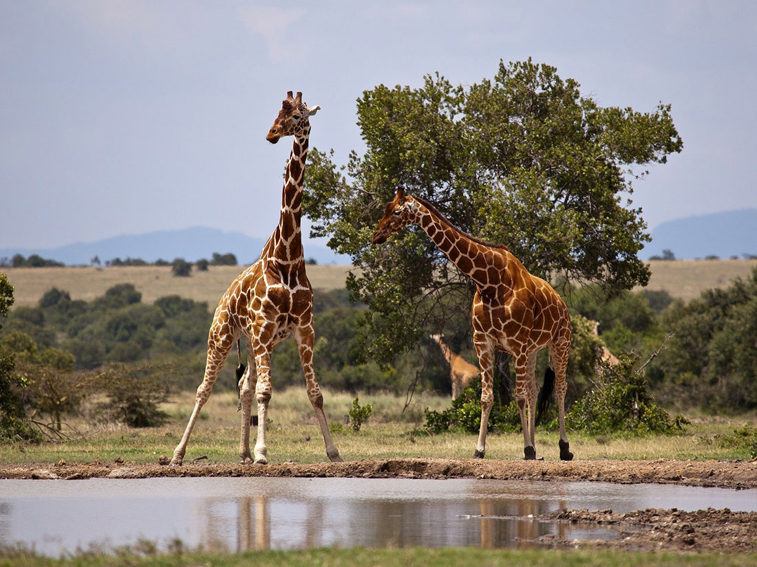 3 days - Samburu National Park