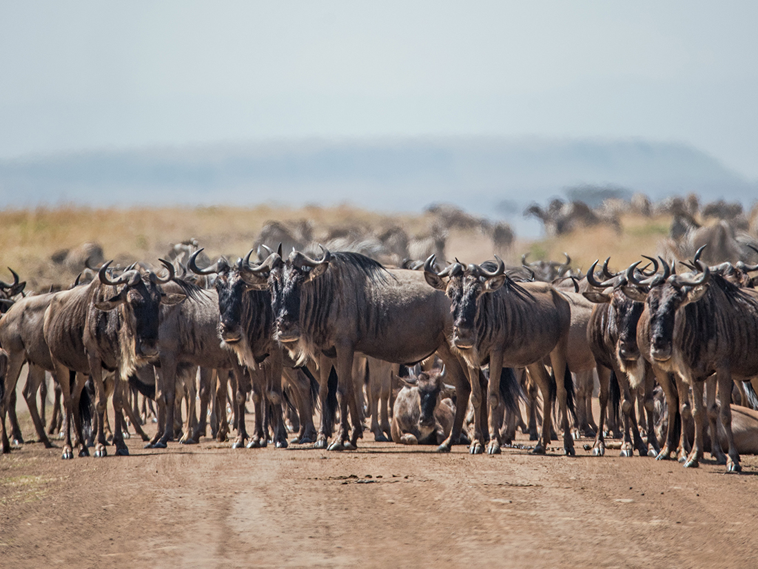 3 Days Maasai Mara Experience