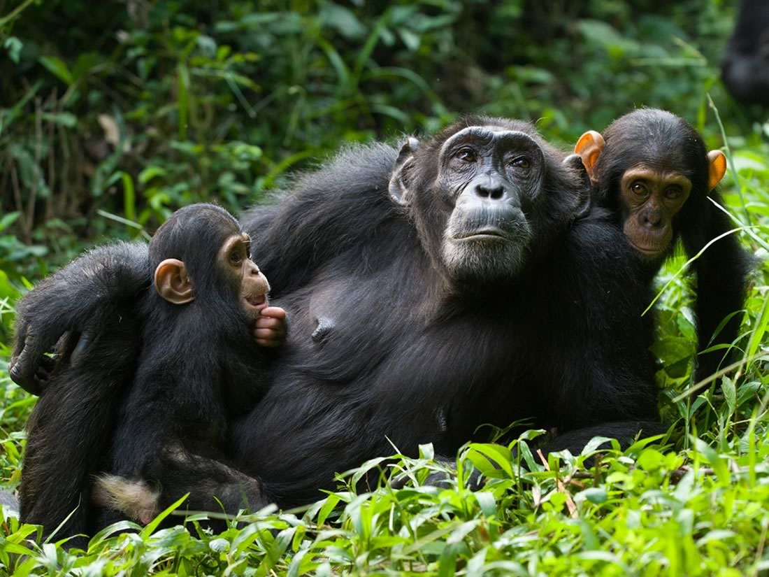 4 Day Uganda Gorillas and Chimps Trekking Safari